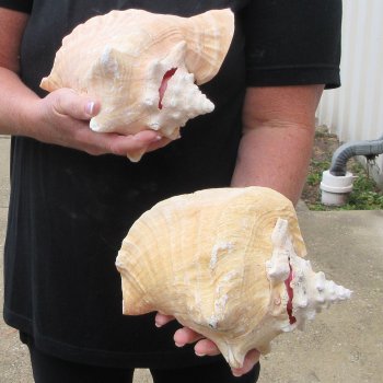 Two Piece Pink Conchs 8" 