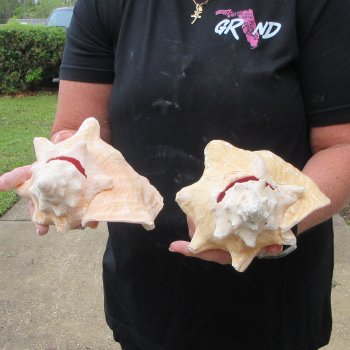 Two Piece Pink Conchs 8" 