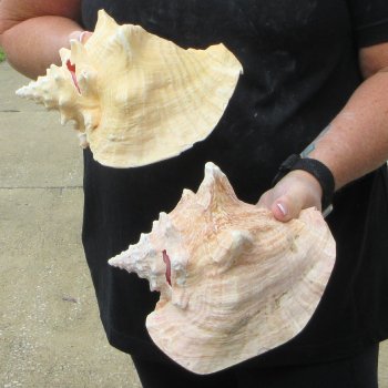 Two Piece Pink Conchs 8" & 8-1/2"