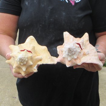 Two Piece Pink Conchs 8" & 8-1/2"