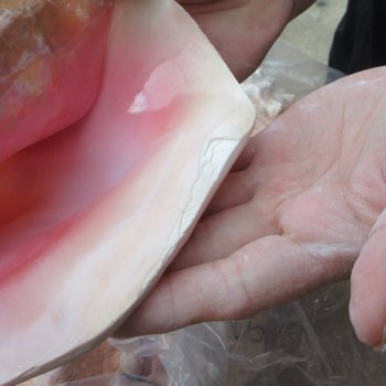 Two Piece Pink Conchs 8" & 8-1/2"