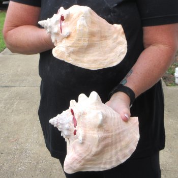 Two Piece Pink Conchs 8" 