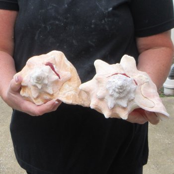 Two Piece Pink Conchs 8" 