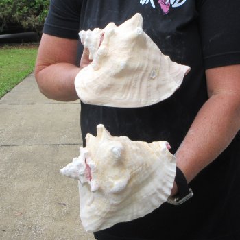 Two piece 7-1/2" & 8" B-Grade Pink Conchs
