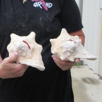 Two piece 7-1/2" & 8" B-Grade Pink Conchs