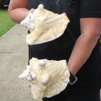 Two piece 7-1/2" & 8" B-Grade Pink Conchs