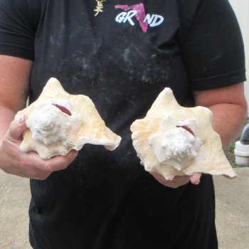 Two piece 7-1/2" & 8" B-Grade Pink Conchs