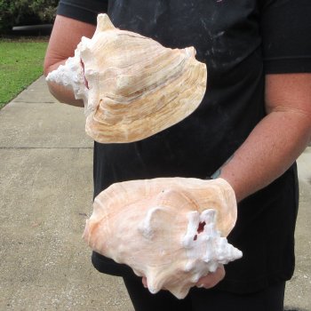 Two piece 7-1/2" & 8" B-Grade Pink Conchs