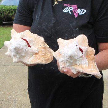 Two piece 7-1/2" & 8" B-Grade Pink Conchs