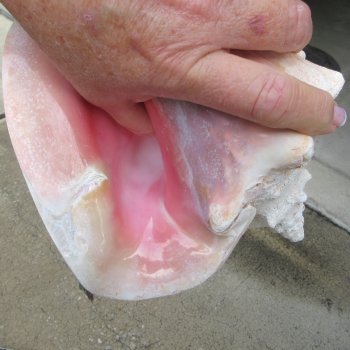 Two piece 7-1/2" & 8" B-Grade Pink Conchs
