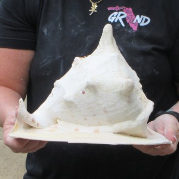 11" Yellow Helmet Sea Shell 