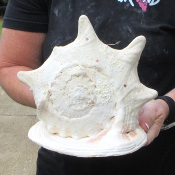 11" Yellow Helmet Sea Shell 