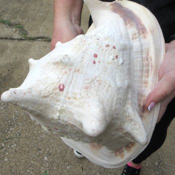 11" Yellow Helmet Sea Shell 