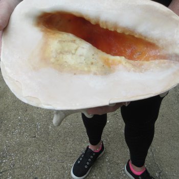 11" Yellow Helmet Sea Shell 