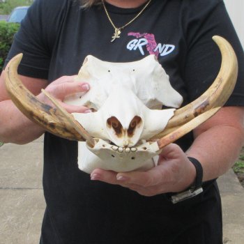 Slight B-Grade 14" African Warthog Skull with 9" Ivory Tusks 