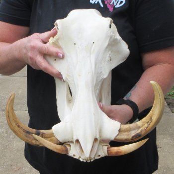 Slight B-Grade 14" African Warthog Skull with 9" Ivory Tusks 