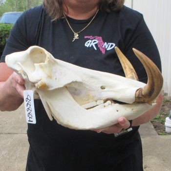 Slight B-Grade 14" African Warthog Skull with 9" Ivory Tusks 