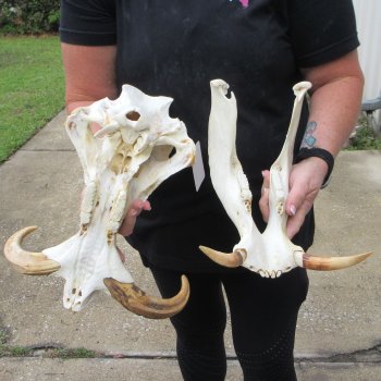 Slight B-Grade 14" African Warthog Skull with 9" Ivory Tusks 