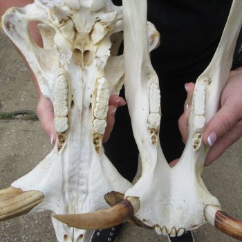 Slight B-Grade 14" African Warthog Skull with 9" Ivory Tusks 