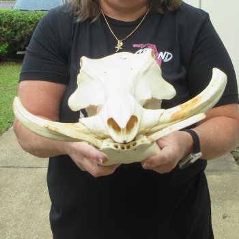 Slight B-Grade 14" African Warthog Skull with 9" Ivory Tusks 