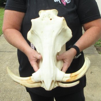 Slight B-Grade 14" African Warthog Skull with 9" Ivory Tusks 