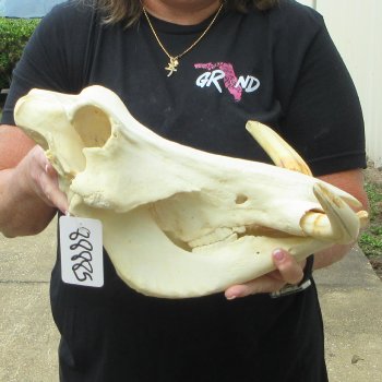 Slight B-Grade 14" African Warthog Skull with 9" Ivory Tusks 