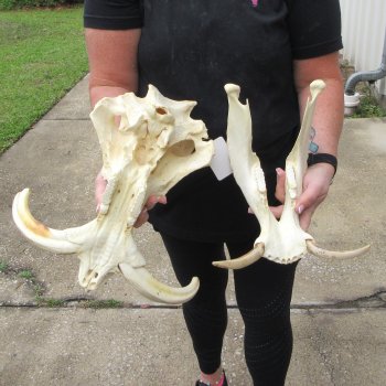 Slight B-Grade 14" African Warthog Skull with 9" Ivory Tusks 