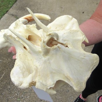 Slight B-Grade 14" African Warthog Skull with 9" Ivory Tusks 