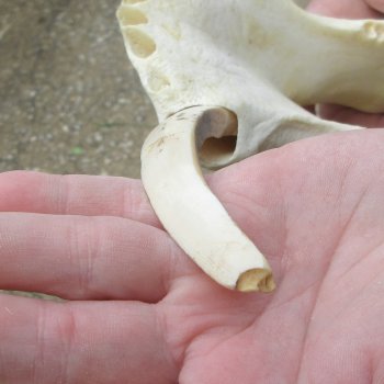 Slight B-Grade 14" African Warthog Skull with 9" Ivory Tusks 