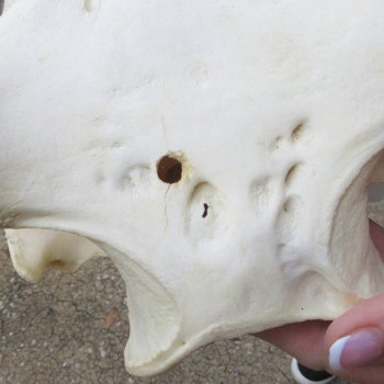 Slight B-Grade 14" African Warthog Skull with 9" Ivory Tusks 