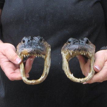 Two 7" to  8" Alligator Heads