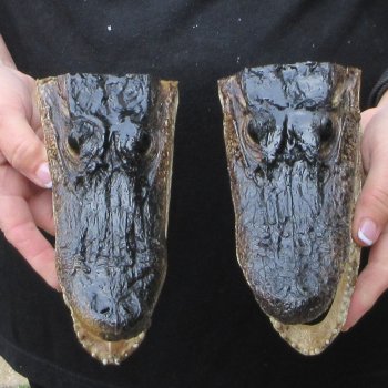 Two 7" to  8" Alligator Heads