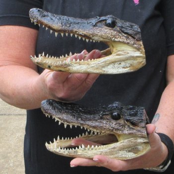 Two 7" to  8" Alligator Heads