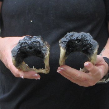 Two 7" to  8" Alligator Heads