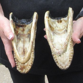 Two 7" to  8" Alligator Heads