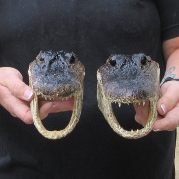 Two 7" to  8" Alligator Heads