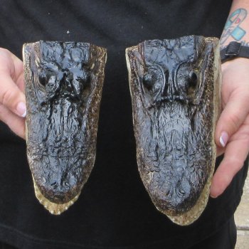 Two 7" to  8" Alligator Heads