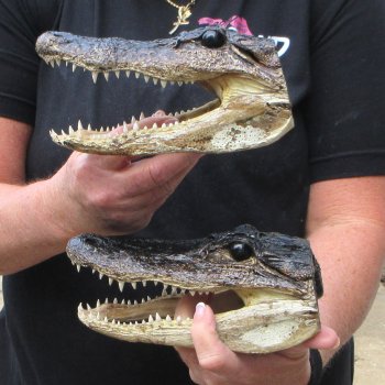 Two 7" to  8" Alligator Heads