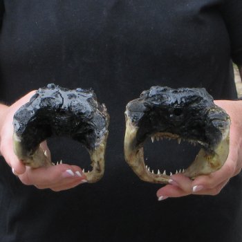Two 7" to  8" Alligator Heads