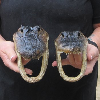 Two 7" to  8" Alligator Heads