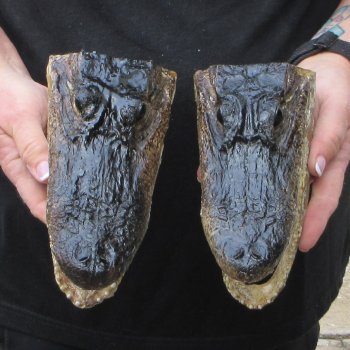 Two 7" to  8" Alligator Heads