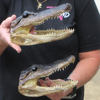 Two 7" to  8" Alligator Heads