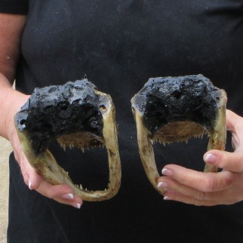 Two 7" to  8" Alligator Heads