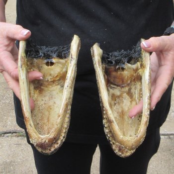Two 7" to  8" Alligator Heads