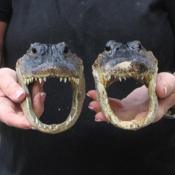 Two 7" to  8" Alligator Heads
