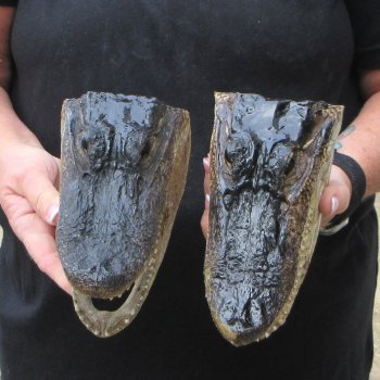 Two 7" to  8" Alligator Heads