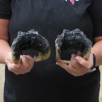 Two 7" to  8" Alligator Heads