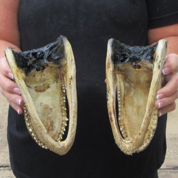 Two 7" to  8" Alligator Heads