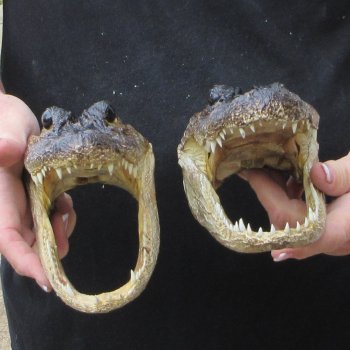 Two 7" to  8" Alligator Heads