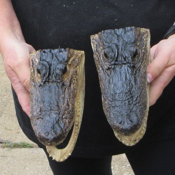 Two 7" to  8" Alligator Heads